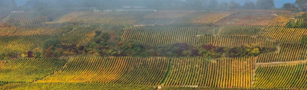 i Stock Burgundy foggy viney.jpg
